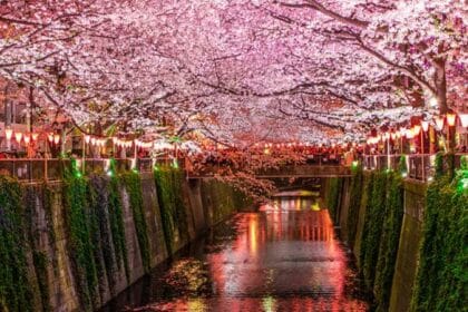 Unveiling the History of Sakura Festival